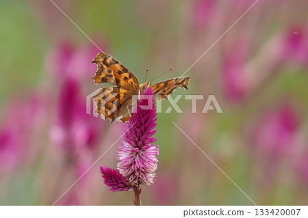 北方白蝴蝶與威爾斯諾金花 北方白蝴蝶與威爾斯諾金花 133420007