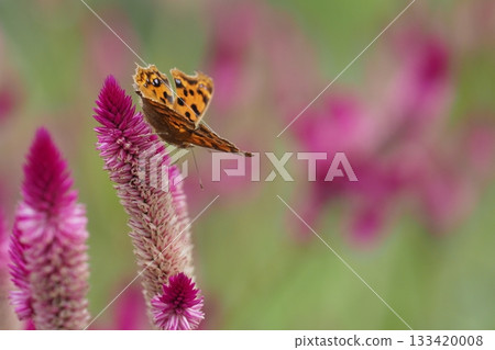 Northern White Butterfly and Welsh Noggin Flowers Northern White Butterfly and Welsh Noggin Flowers 133420008