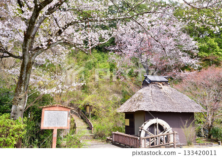 櫻花季：歷史遺址，山吹之裡歷史公園，小後瀨町 133420011