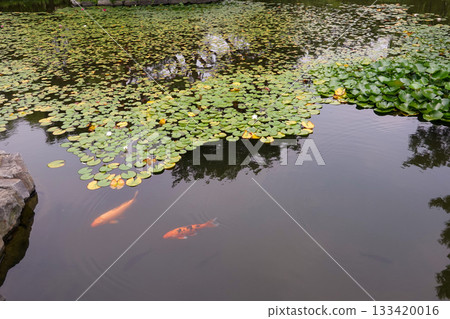 Peaceful Koi Fish Swimming Beneath Water Lilies in Calm Pond at Yeouido Park Urban Green Space 133420016