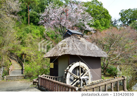 Cherry blossom season: Historic site, Yamabuki-no-Sato Historical Park, Ogose Town 133420030