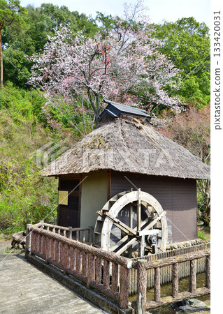 Cherry blossom season: Historic site, Yamabuki-no-Sato Historical Park, Ogose Town Cherry blossom season: Historic site, Yamabuki-no-Sato Historical Park, Ogose Town 133420031