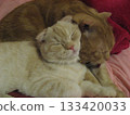 Cat to sleep with Cat to sleep with 133420033