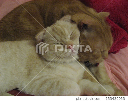 Cat to sleep with Cat to sleep with 133420033