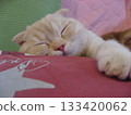 Cats in sleep Cats in sleep 133420062