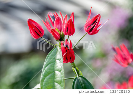 中間帕沃尼亞（Pavonia intermedia），其花瓣不開放且呈管狀。 133420120
