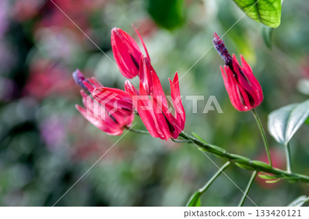 中間帕沃尼亞（Pavonia intermedia），其花瓣不開放且呈管狀。 133420121