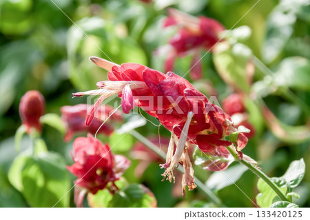 蝦形植物（毛地黃科） 133420125