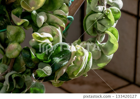 Hoya carnosa compacta growing while twisting 133420127