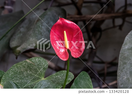 A beautiful, well-shaped, and exotic red anthurium 133420128