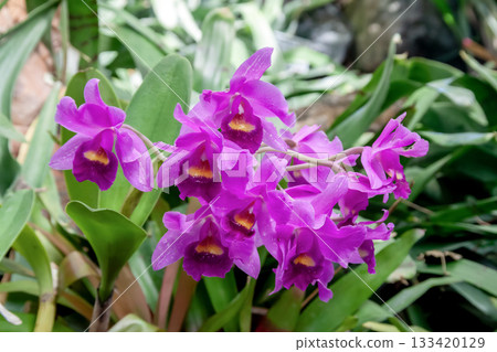 Vivid purple Phalaenopsis orchid 133420129