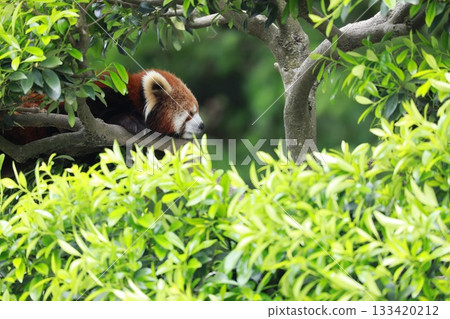 [Fukui Prefecture, Sabae City Nishiyama Zoo, May] A red panda sleeping peacefully in a tree 133420212