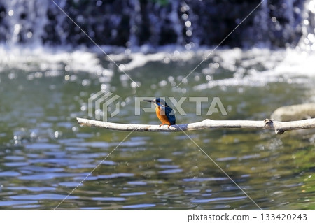 翠鳥 翠鳥 133420243