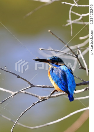 Kingfisher Kingfisher 133420246