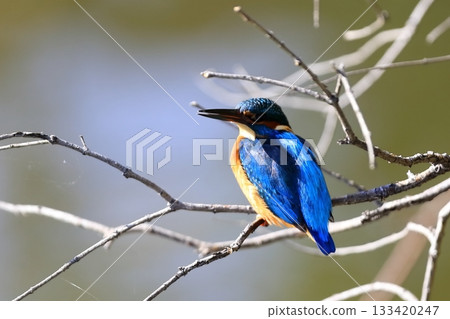 Kingfisher 133420247