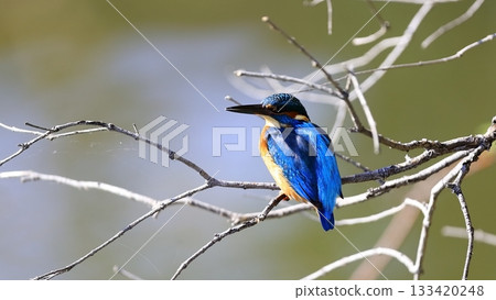 翠鳥 翠鳥 133420248