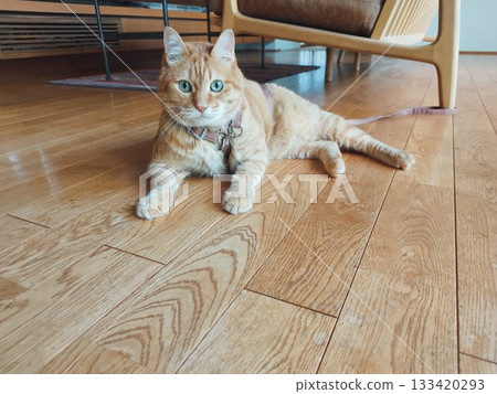 Cat on a leash Cat on a leash 133420293