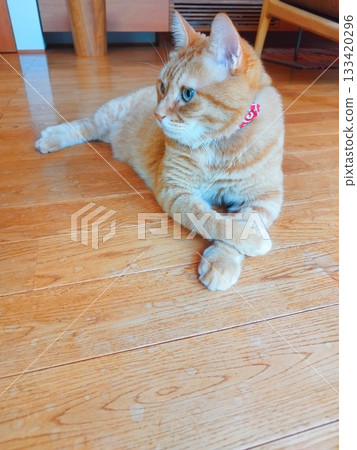 A cat relaxing with its legs crossed 133420296