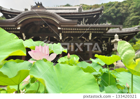 Mimuroto Temple and lotus flower 133420321