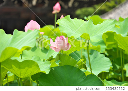 Mimuroto Temple and lotus flower 133420332