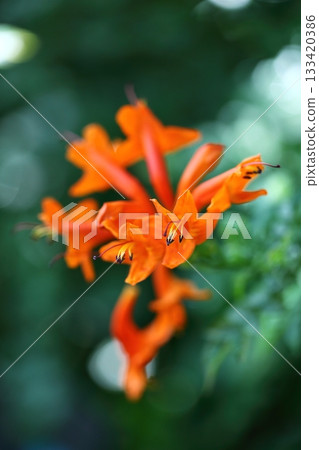 Flower blossoming flower Flower blossoming flower 133420386