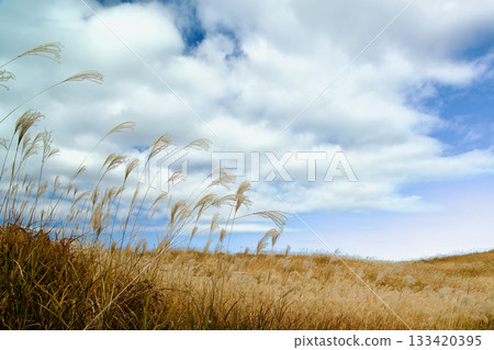 Autumn blue sky and pampas grass Autumn blue sky and pampas grass 133420395