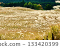 Autumnal countryside with swaying Japanese pampas grass 133420399