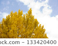 Autumn sky and ginkgo leaves 133420400