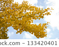 Autumn leaves of ginkgo trees and blue sky 1 133420401