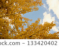 Autumn leaves of ginkgo trees and blue sky 2 133420402