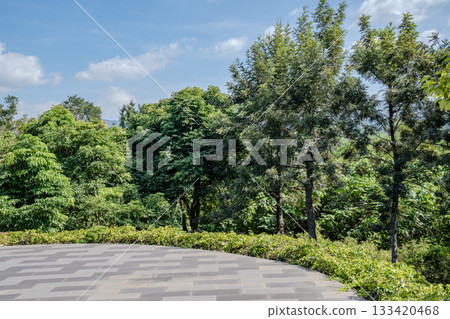 Trees with dense green foliage stand behind a paved open area. Clear sky and soft sunlight create a bright outdoor scene. 133420468