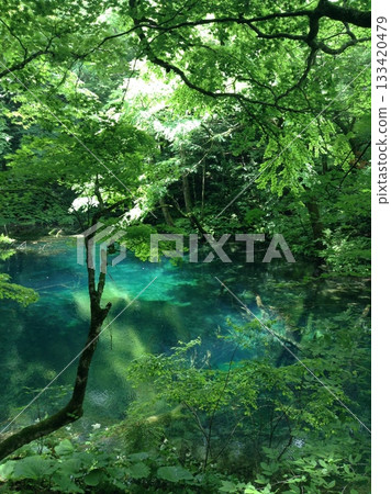 神秘的藍色池塘,水中漂浮著倒下的樹木,周圍是一片綠意盎然的森林。 神秘的藍色池塘,水中漂浮著倒下的樹木,周圍是一片綠意盎然的森林。 133420479