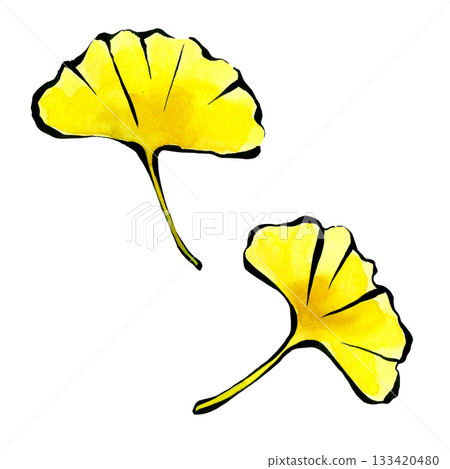 Ginkgo leaves drawn with a brush pen and transparent watercolor Ginkgo leaves drawn with a brush pen and transparent watercolor 133420480
