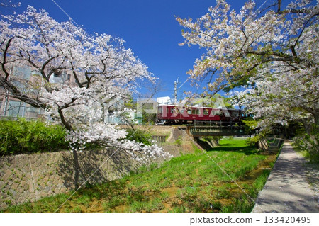 宿川公園和阪急紅葉線的櫻花樹,是日本百大賞櫻勝地之一。 宿川公園和阪急紅葉線的櫻花樹,是日本百大賞櫻勝地之一。 133420495