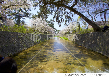 宿川公園和阪急紅葉線的櫻花樹，是日本百大賞櫻勝地之一。 133420496