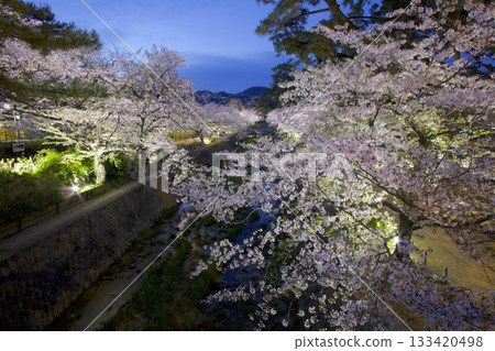 宿川公園的櫻花樹在夜色中綻放，這裡是日本百大賞櫻勝地之一。 133420498