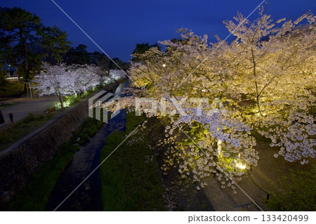 Night cherry blossoms at the rows of cherry trees in Shukugawa Park, one of Japan's top 100 cherry blossom spots Night cherry blossoms at the rows of cherry trees in Shukugawa Park, one of Japan's top 100 cherry blossom spots 133420499