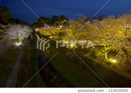 Night cherry blossoms at the rows of cherry trees in Shukugawa Park, one of Japan's top 100 cherry blossom spots 133420500