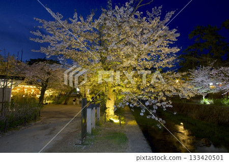 宿川公園的櫻花樹在夜色中綻放,這裡是日本百大賞櫻勝地之一。 宿川公園的櫻花樹在夜色中綻放,這裡是日本百大賞櫻勝地之一。 133420501