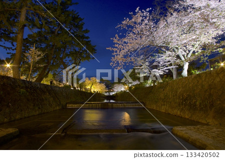 宿川公園的櫻花樹在夜色中綻放，這裡是日本百大賞櫻勝地之一。 133420502