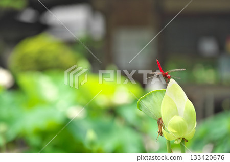 Lotus flower Lotus flower 133420676