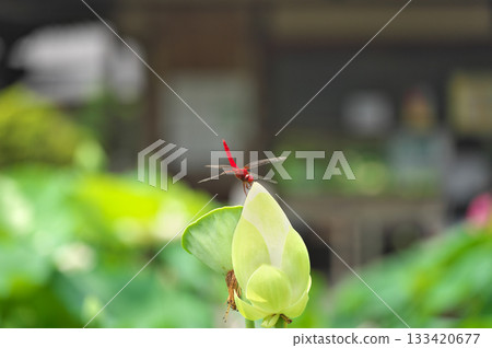 蓮花 蓮花 133420677