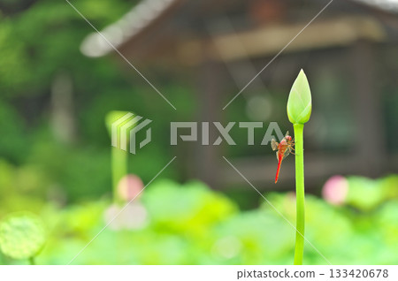 蓮花 蓮花 133420678