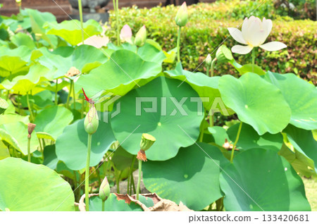 蓮花 蓮花 133420681