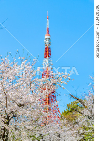 Tokyo Tower and Sakura Shiba Park 133420806
