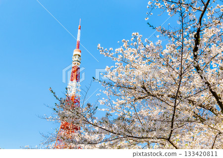 Tokyo Tower and Sakura Shiba Park Tokyo Tower and Sakura Shiba Park 133420811