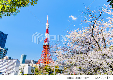 Tokyo Tower and Sakura Shiba Park 133420812