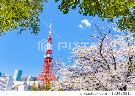 東京鐵塔和櫻花芝公園 東京鐵塔和櫻花芝公園 133420813