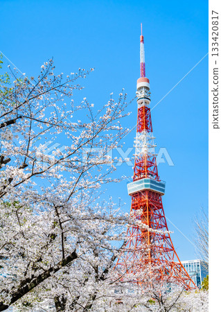 Tokyo Tower and Sakura Shiba Park 133420817