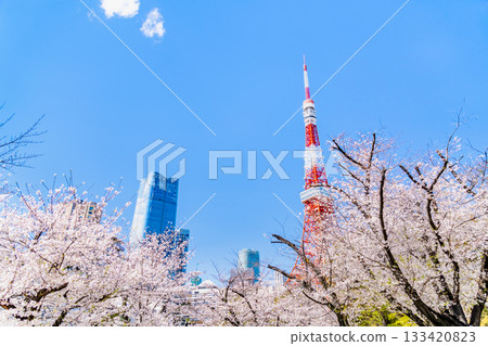東京鐵塔和櫻花芝公園 東京鐵塔和櫻花芝公園 133420823